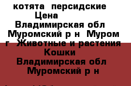 котята  персидские › Цена ­ 1 500 - Владимирская обл., Муромский р-н, Муром г. Животные и растения » Кошки   . Владимирская обл.,Муромский р-н